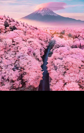 primavera viaje japon
